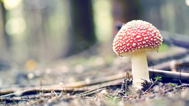 red mushroom in forest