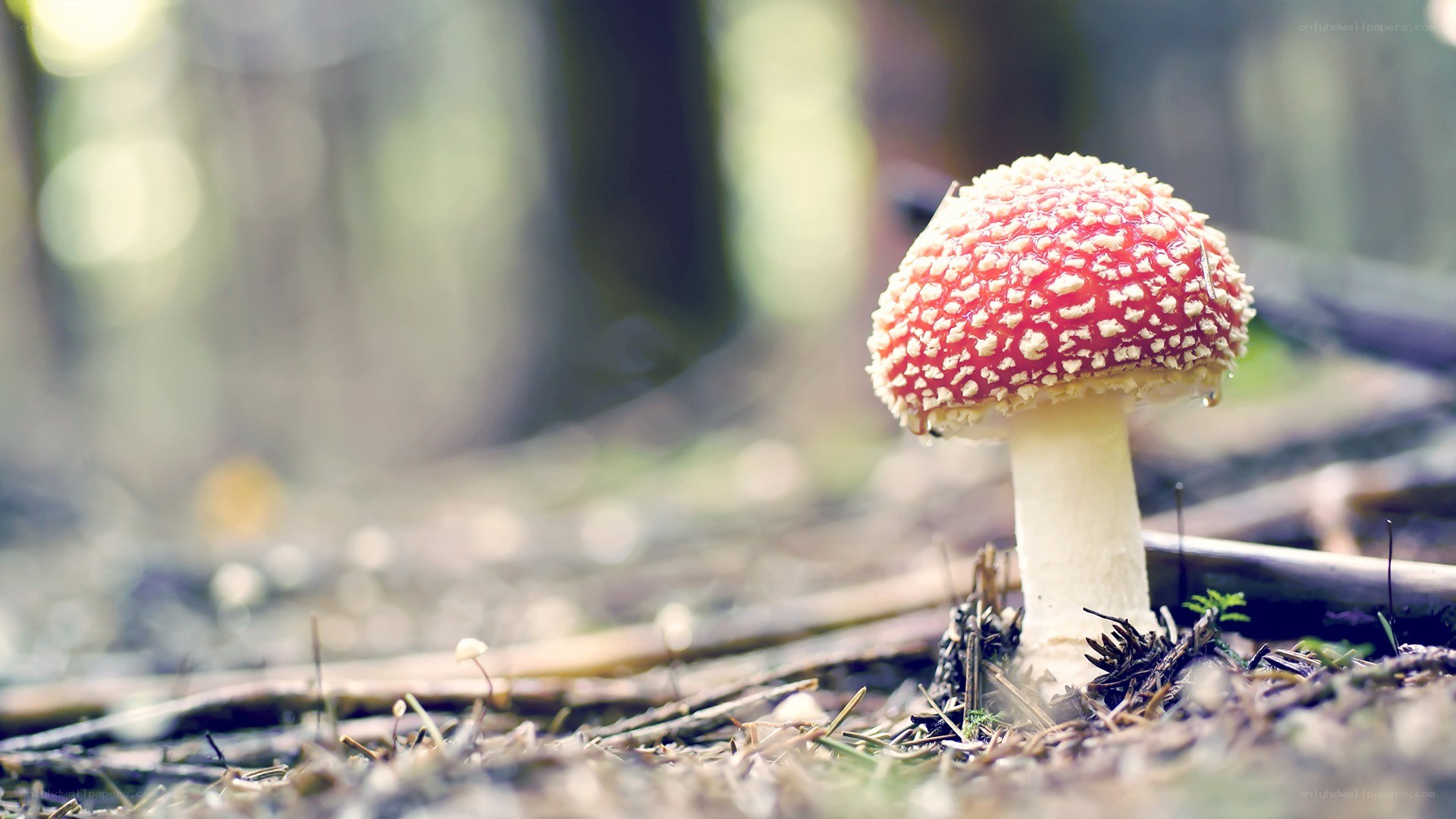 red mushroom in forest