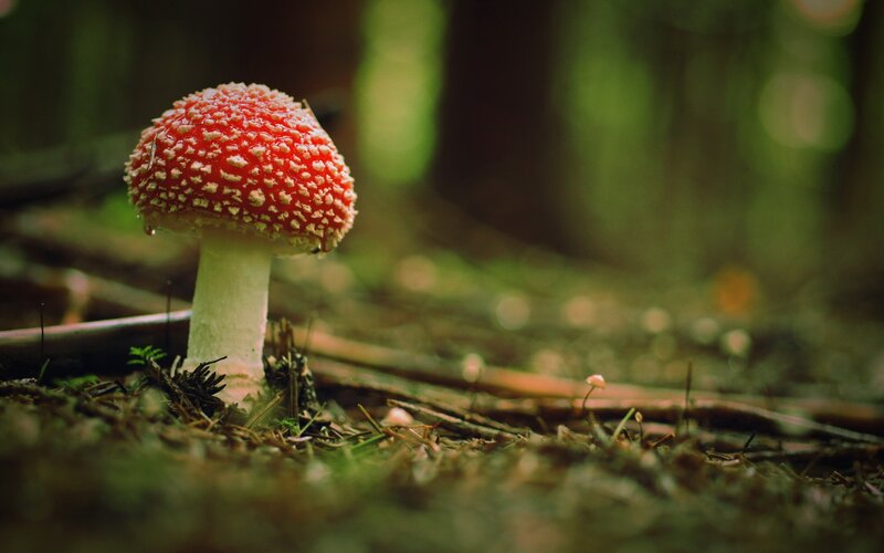 Red mushroom in forest