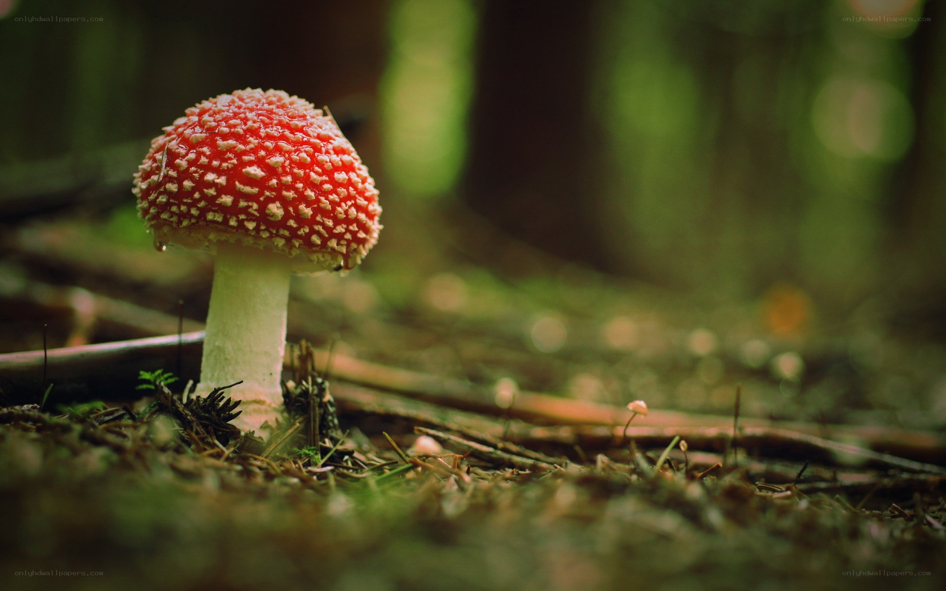 Red mushroom in forest