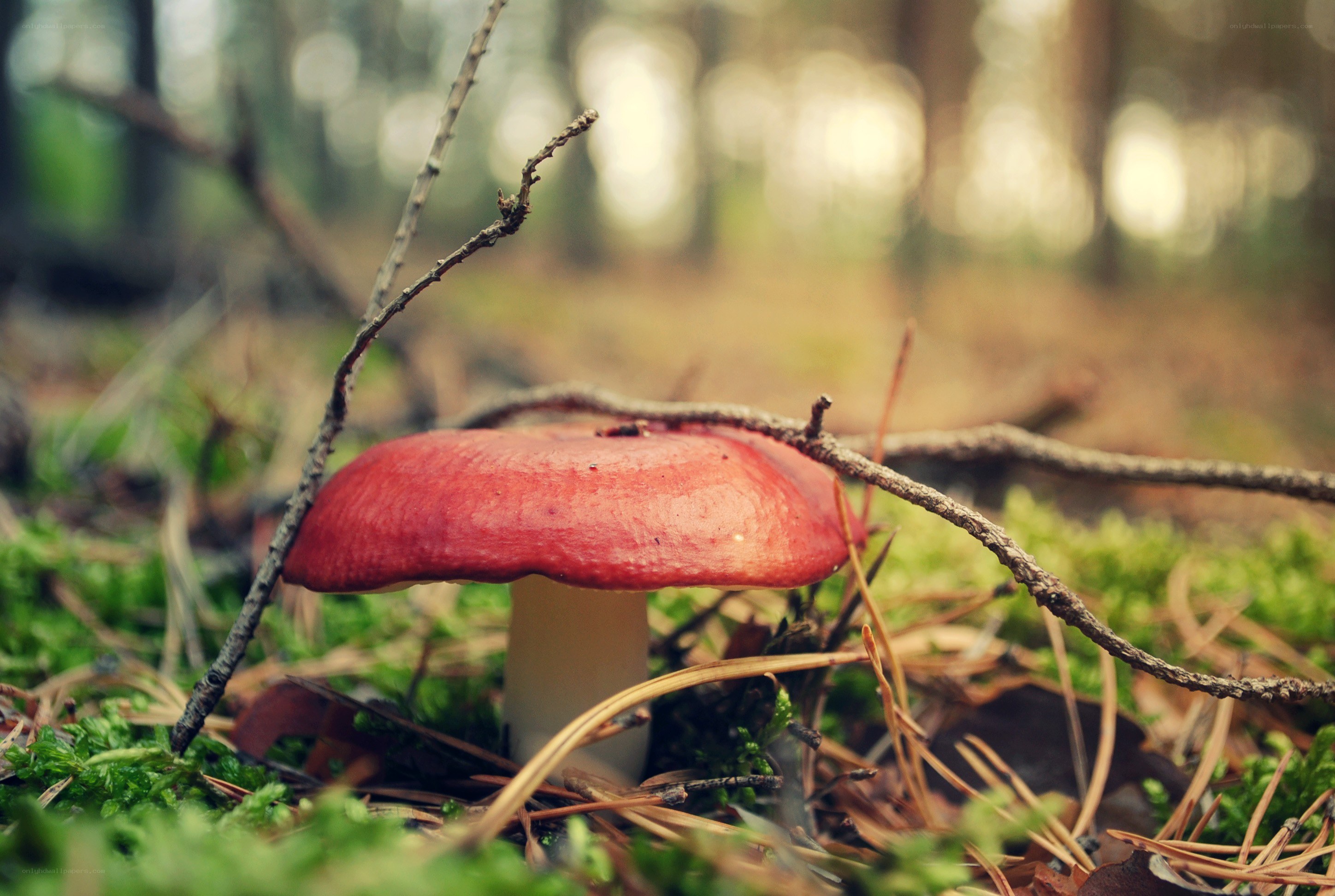 Red mushroom in forest