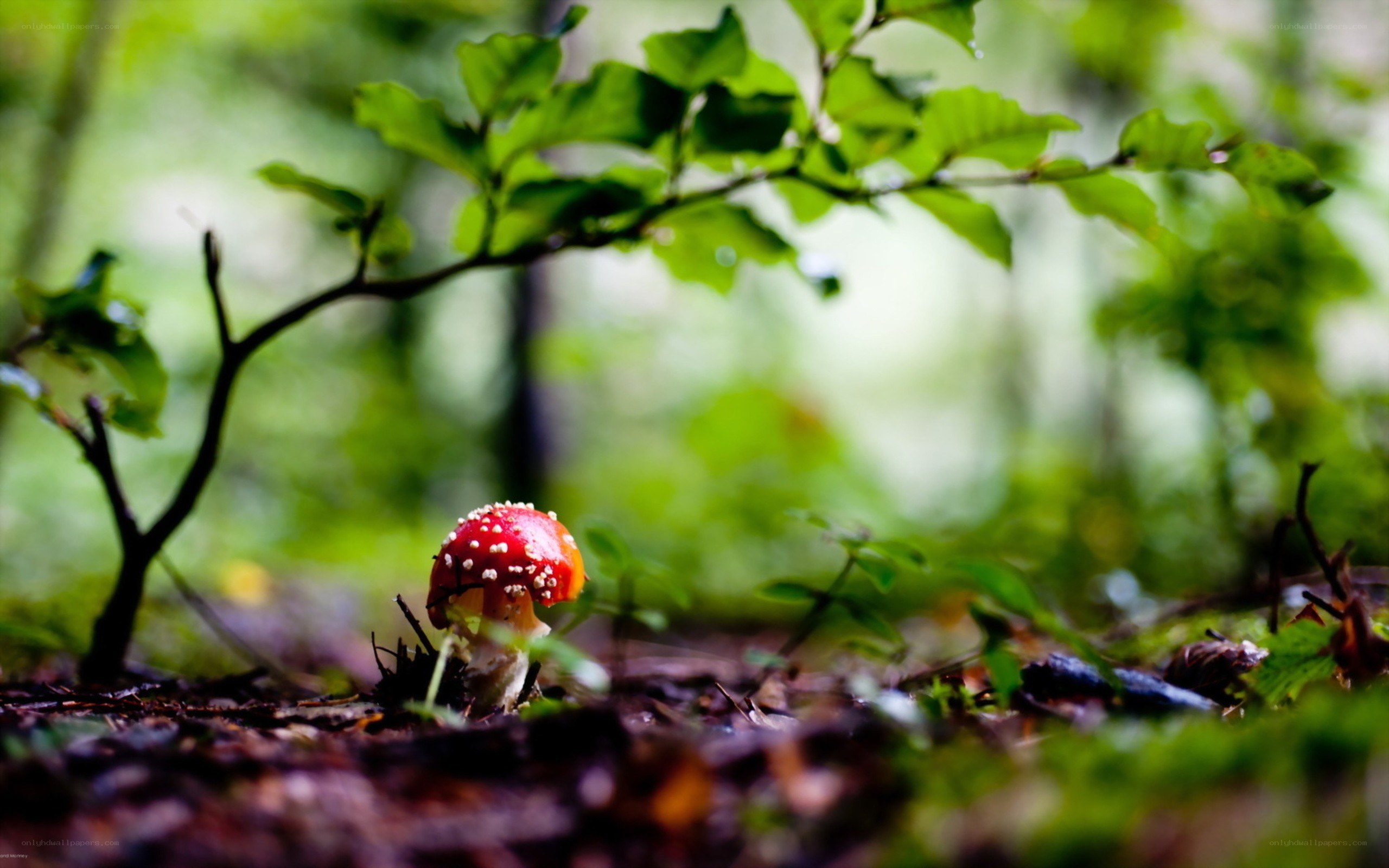 Red mushroom in forest
