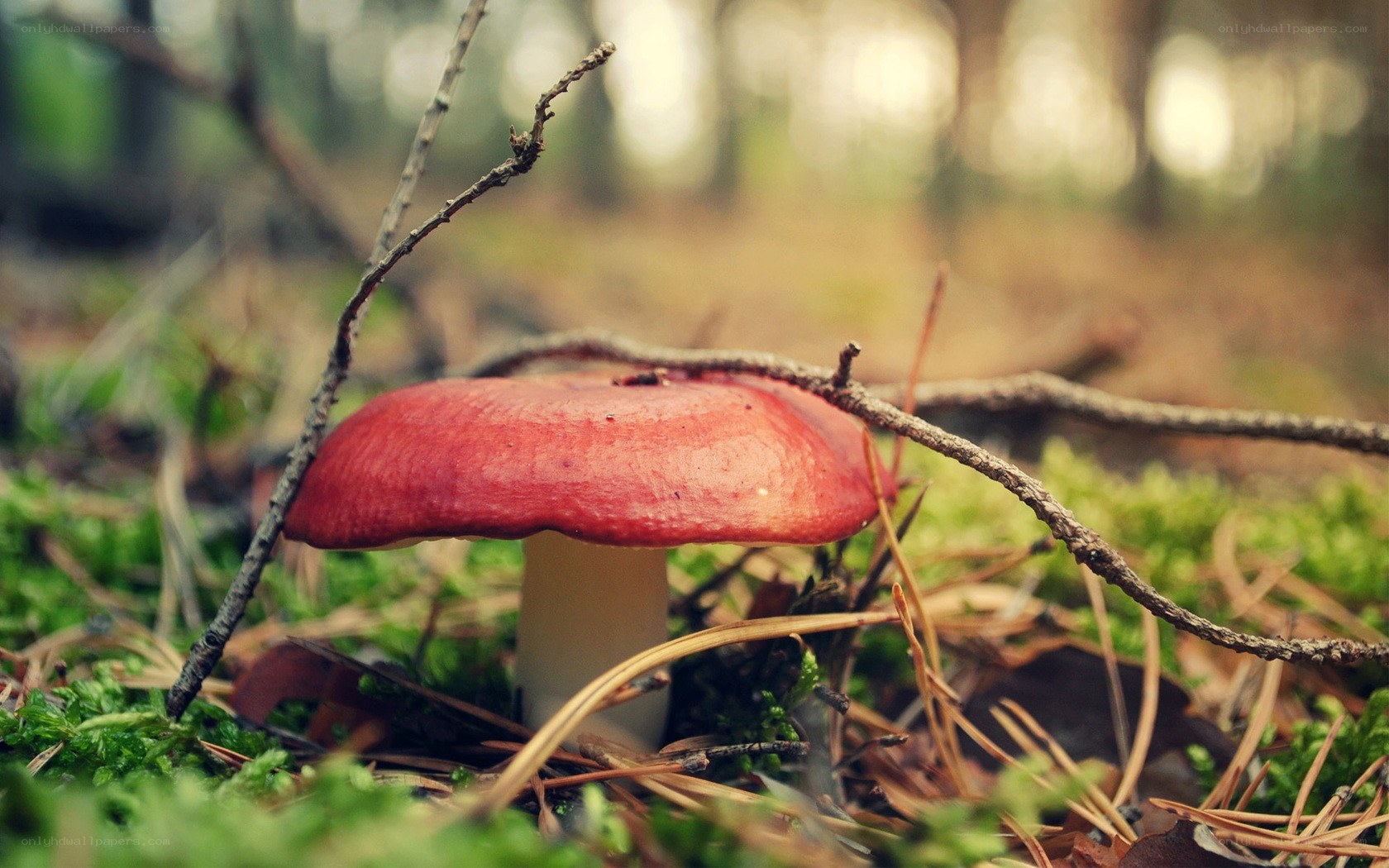 Red mushroom in forest
