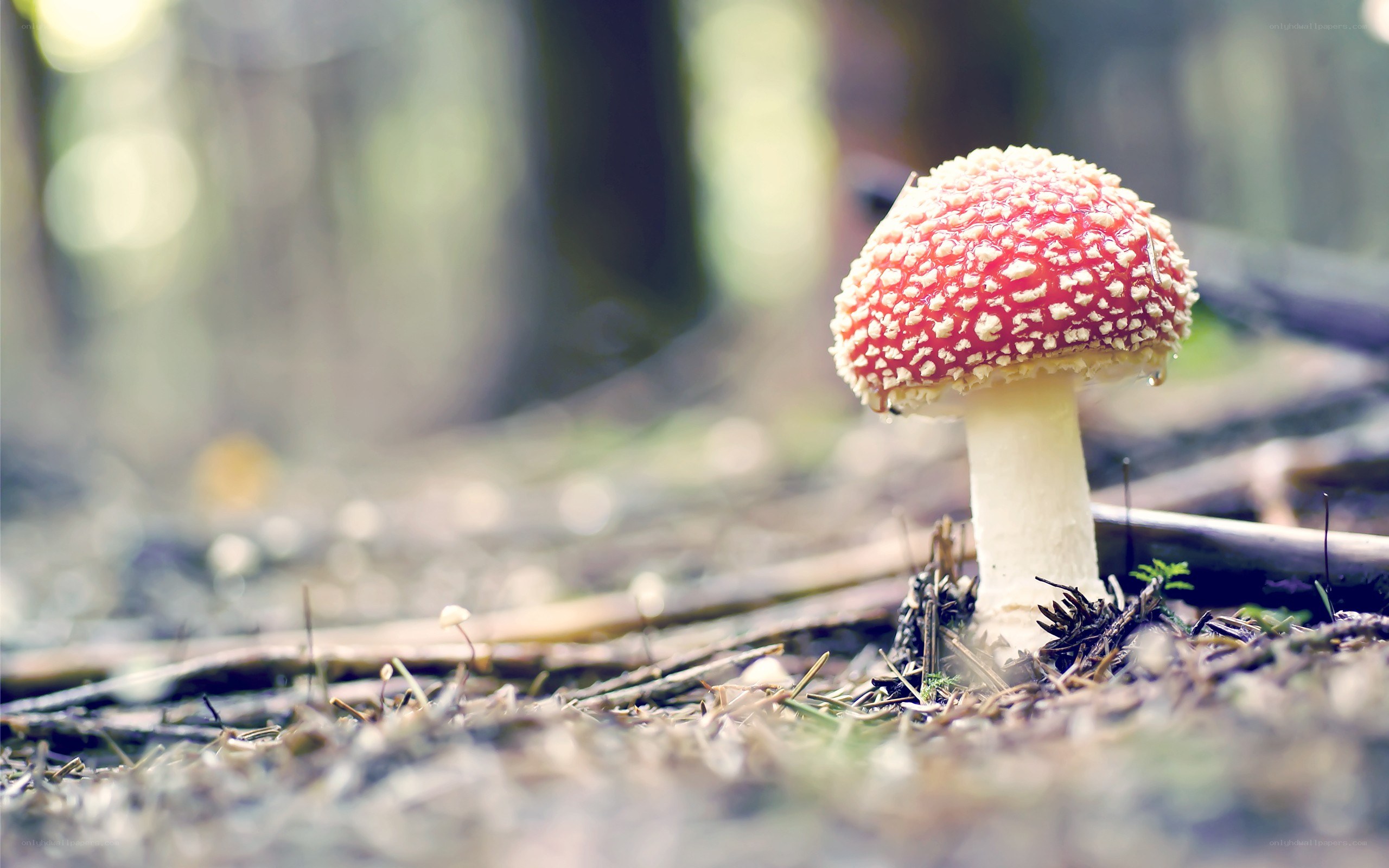 Red mushroom in forest
