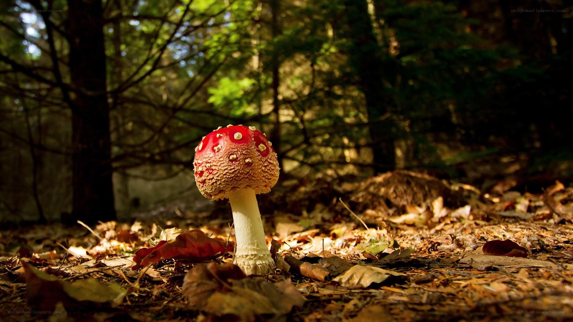 Red mushroom in forest