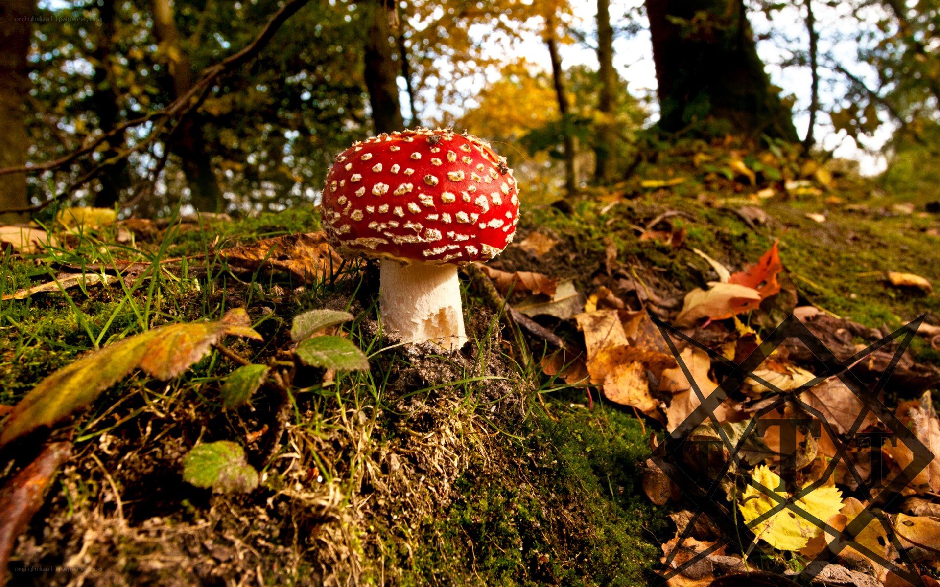 Red mushroom in forest