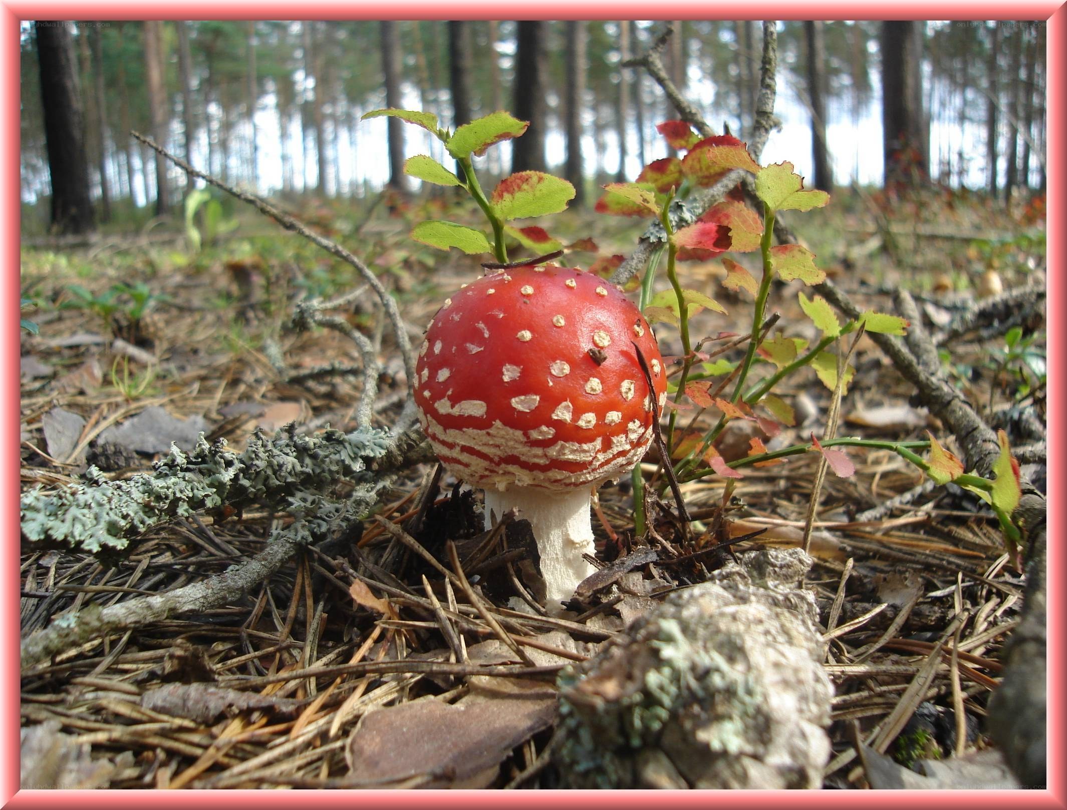 Red mushroom in forest