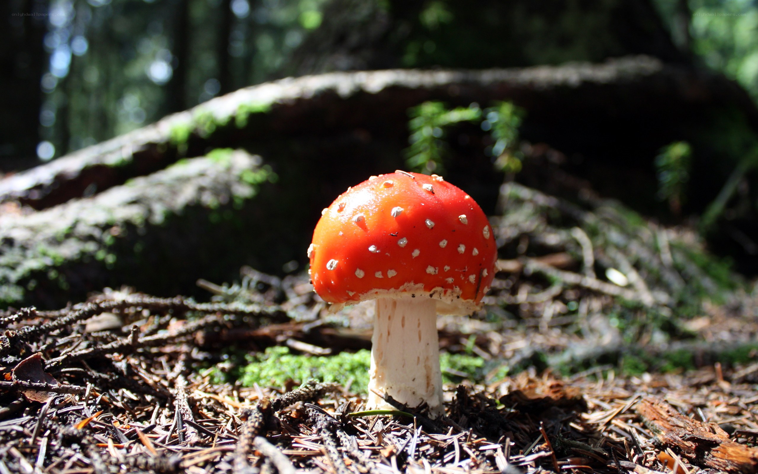 Red mushroom in forest