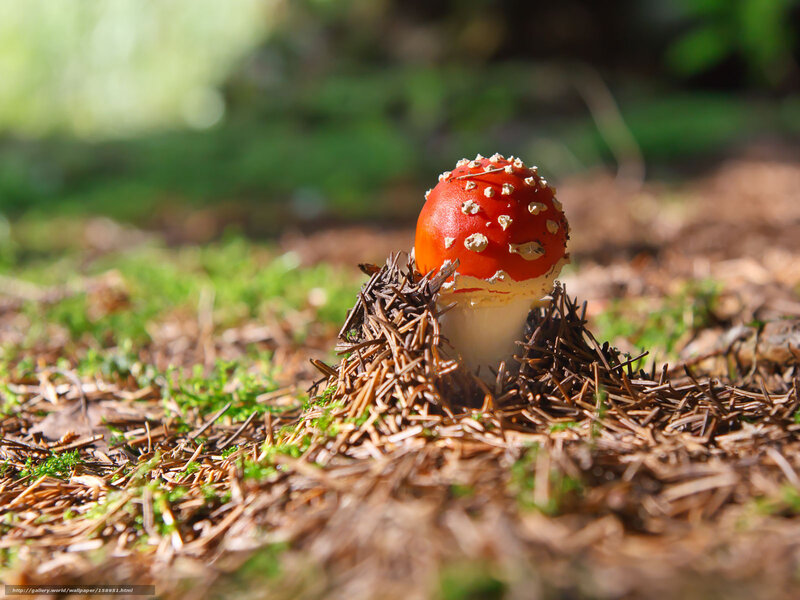 Red mushroom in forest