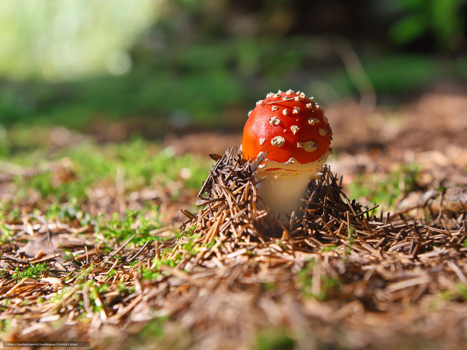 Red mushroom in forest
