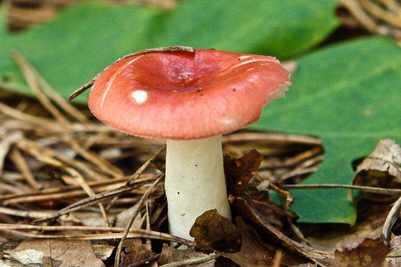red mushroom in forest