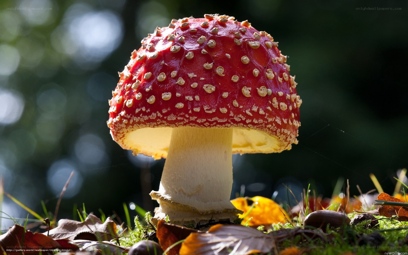 Red mushroom in forest