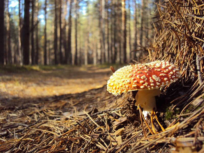 Red Mushroom in Forest — Brown, Serene