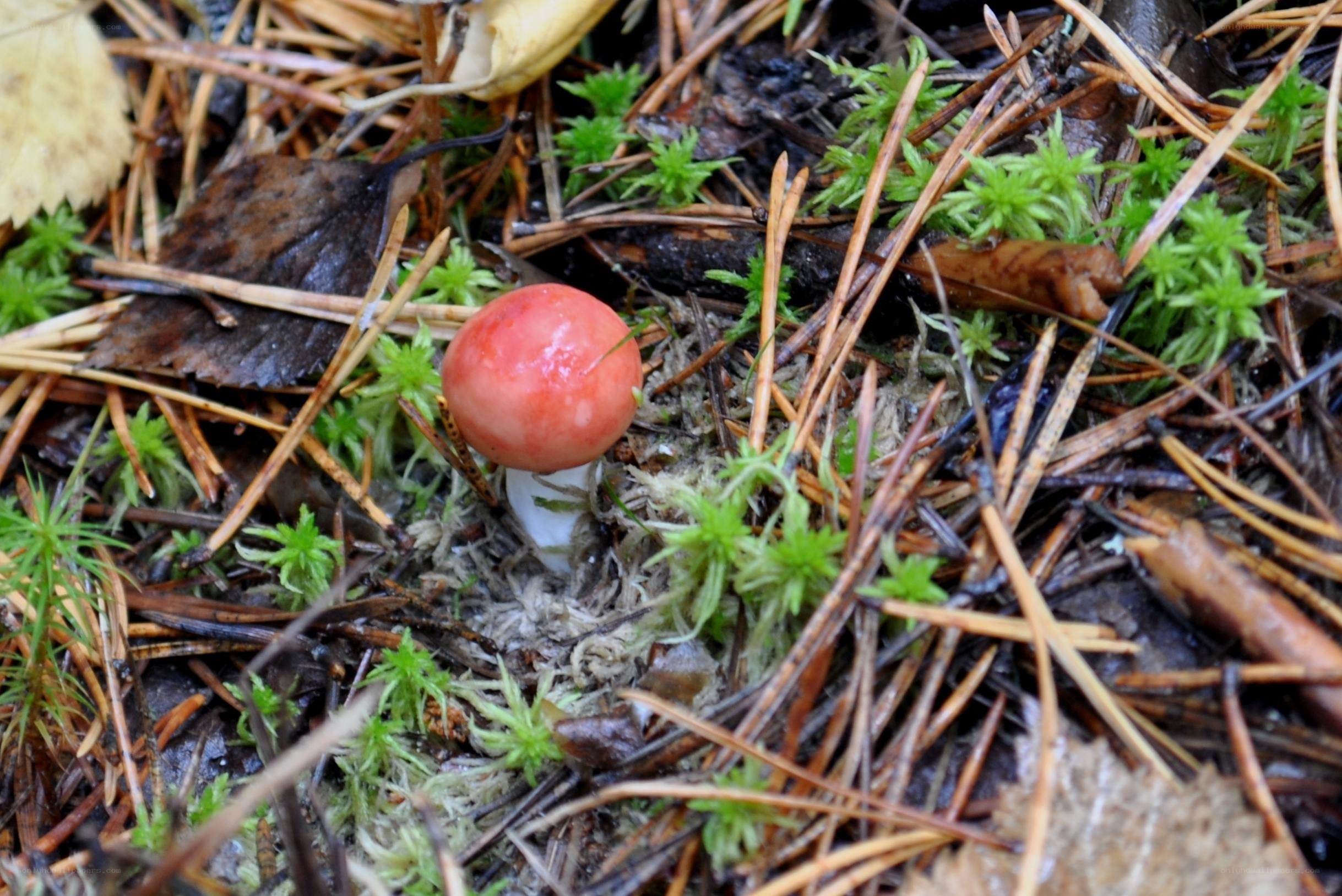 Red mushroom in forest floor
