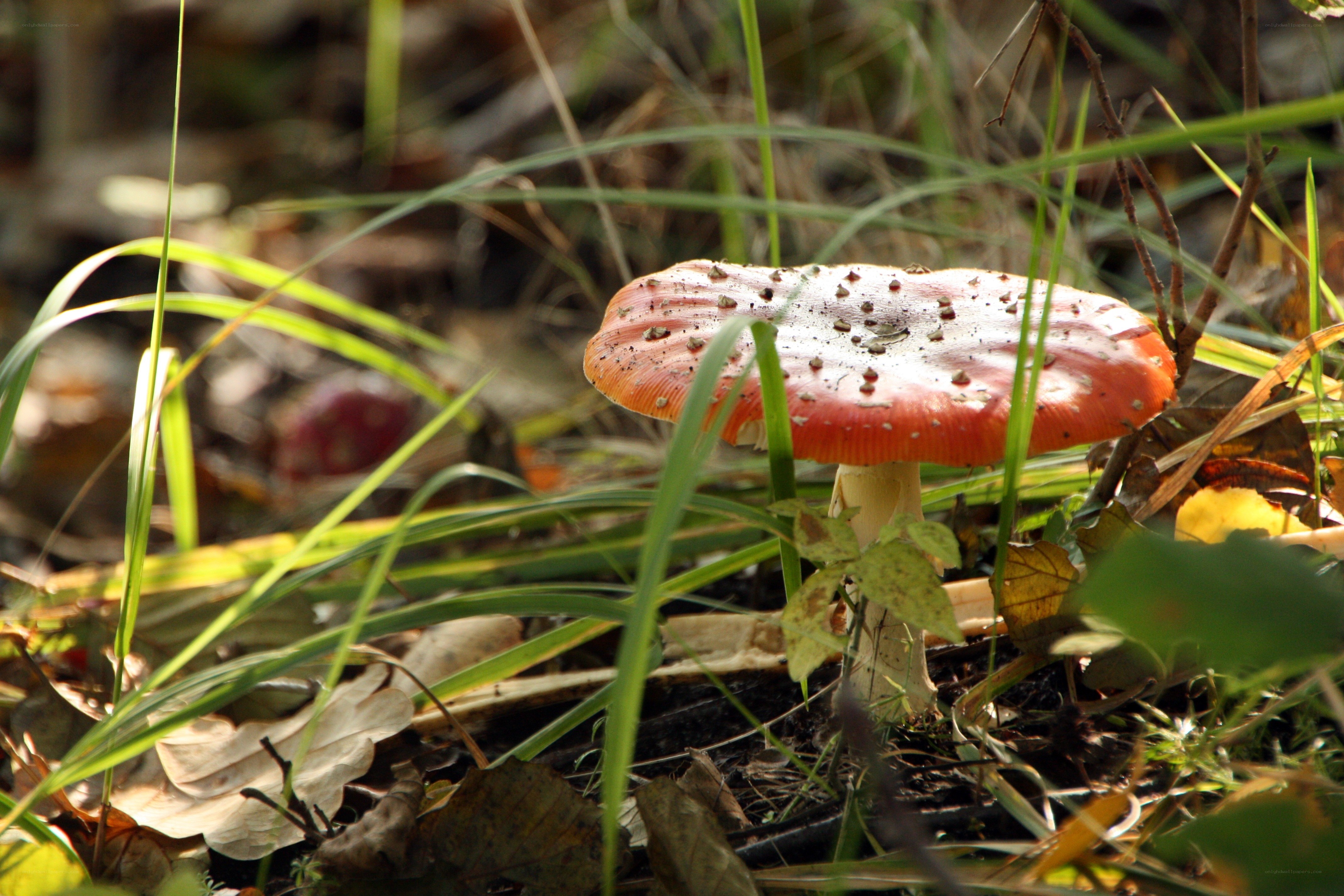 Red mushroom in forest grass