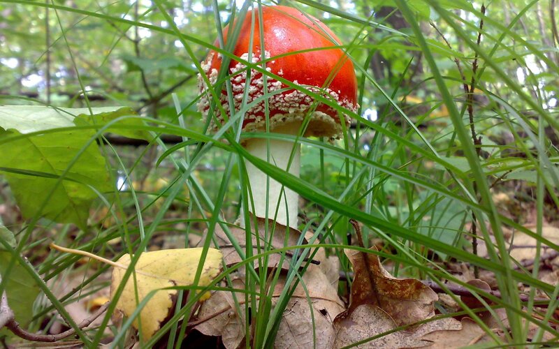 Red mushroom in forest grass