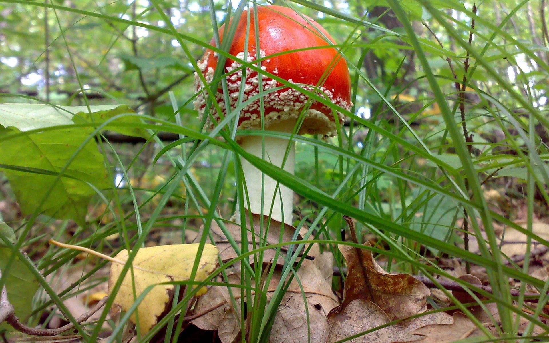 Red mushroom in forest grass