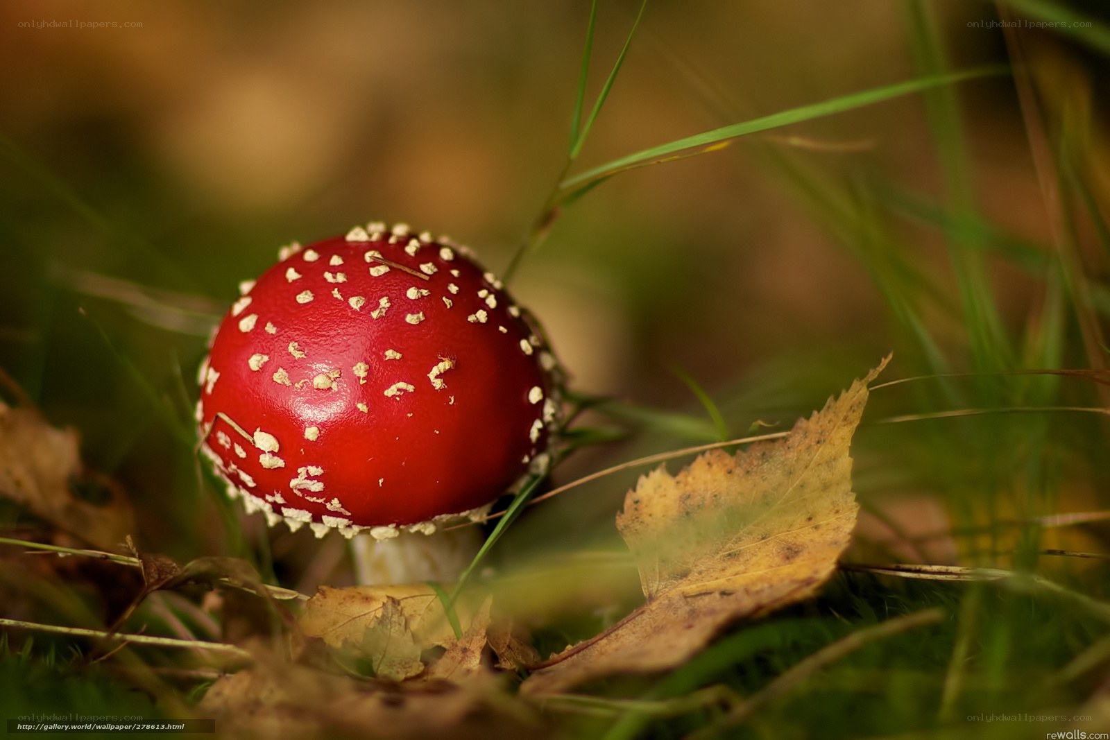 Red mushroom in forest grass