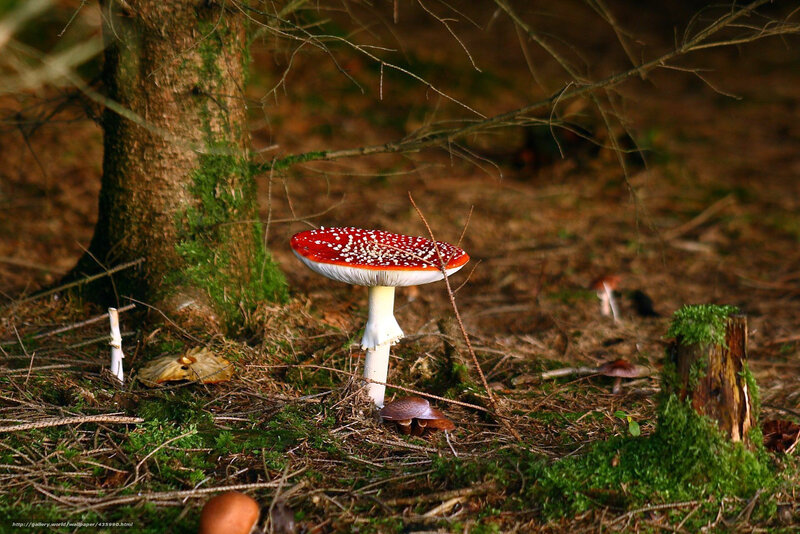 Red Mushroom in Forest — Green, Natural, Afternoon