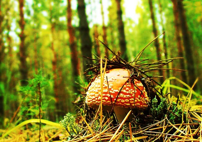 Red Mushroom in Forest — Green, Natural