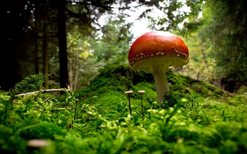 Red Mushroom in Forest — Green, Serene, Afternoon, Photograph, Moss