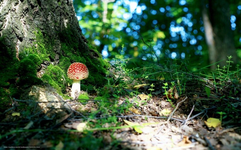 Red Mushroom in Forest — Green, Serene, Afternoon