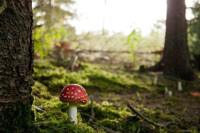 Red Mushroom in Forest — Green, Serene, Morning