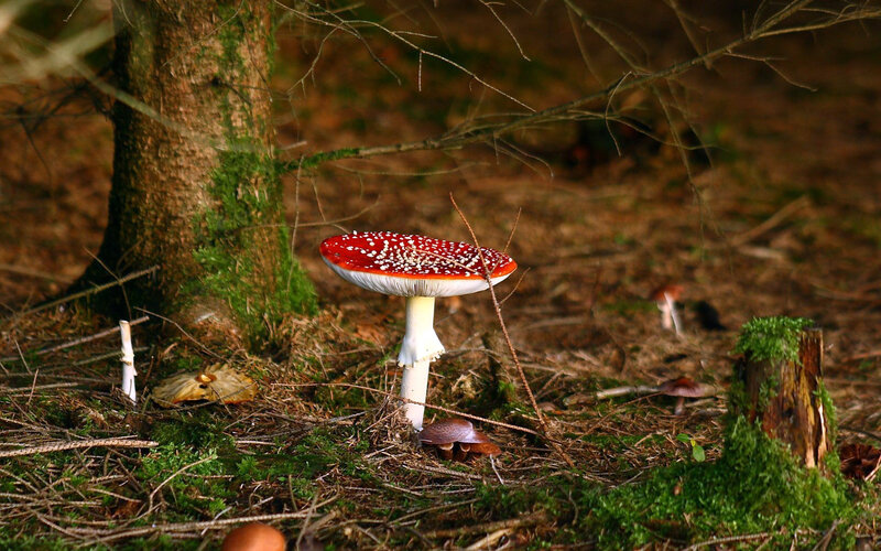 Red Mushroom in Forest — Green