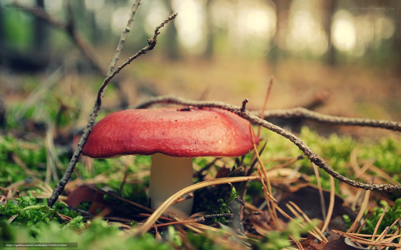 Red mushroom in forest moss
