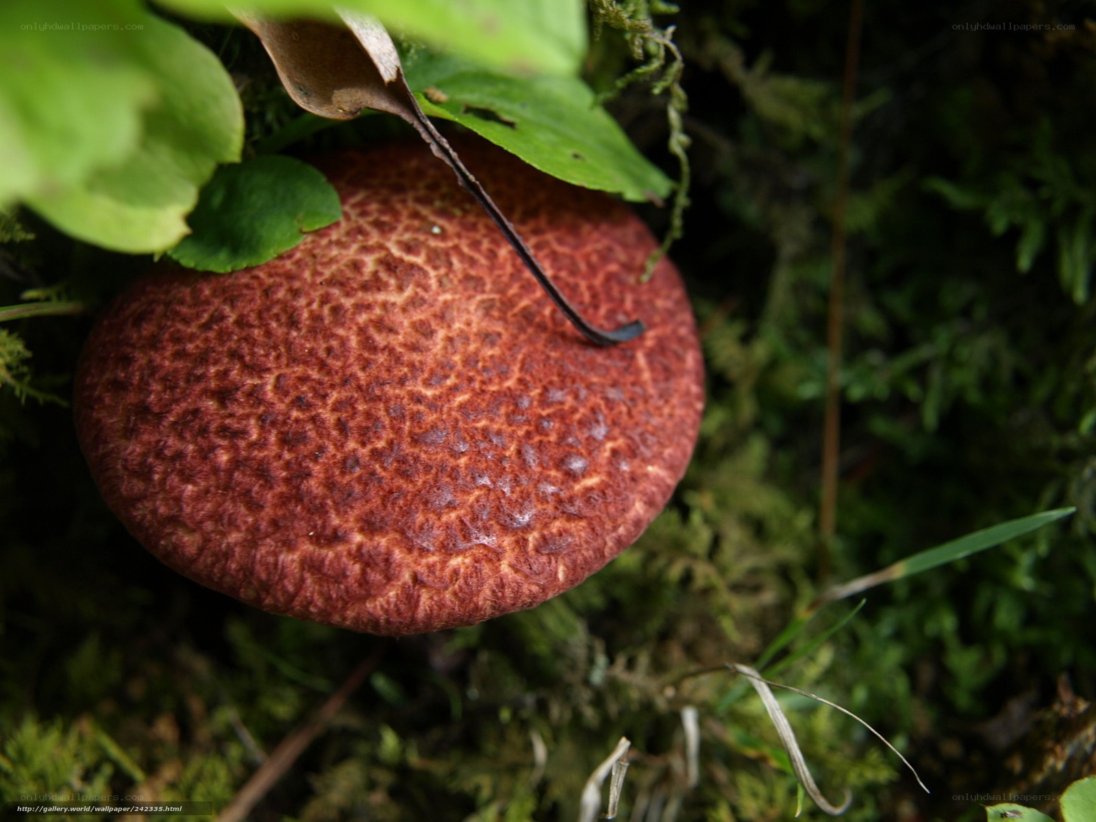 Red mushroom in forest moss