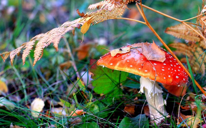 Red Mushroom in Forest — Natural, Autumn, Photograph, Fern