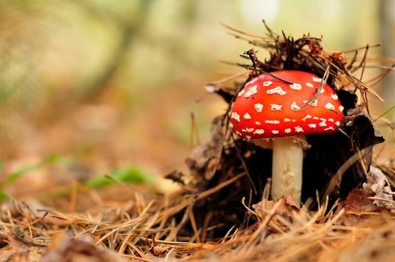 Red Mushroom in Forest — Natural, Autumn, Photograph, Pine Needles