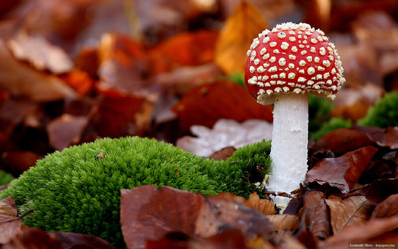 Red Mushroom in Forest — Natural, Autumn