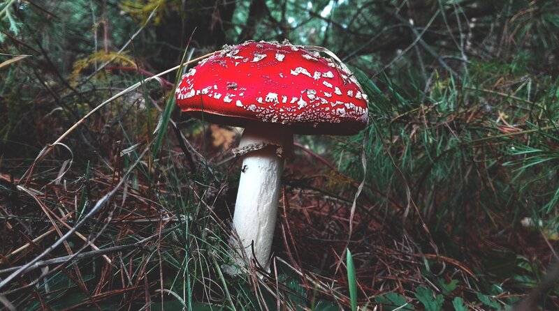 Red Mushroom in Forest — Natural, Photograph, Grass