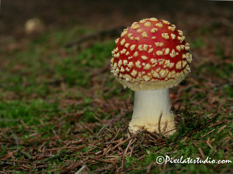 Red Mushroom in Forest — Natural, Photograph, Moss