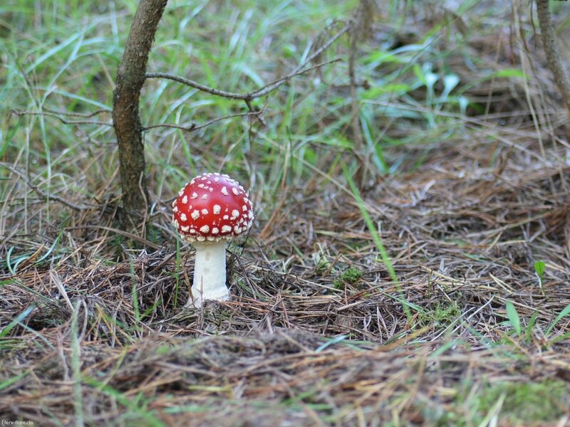 Red Mushroom in Forest — Natural, Summer, Photograph
