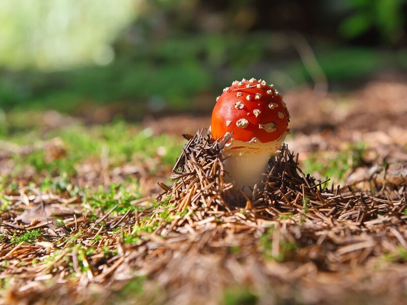Red Mushroom in Forest — Natural