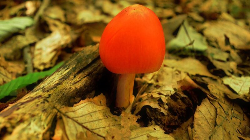 Red Mushroom in Forest — Orange, Natural