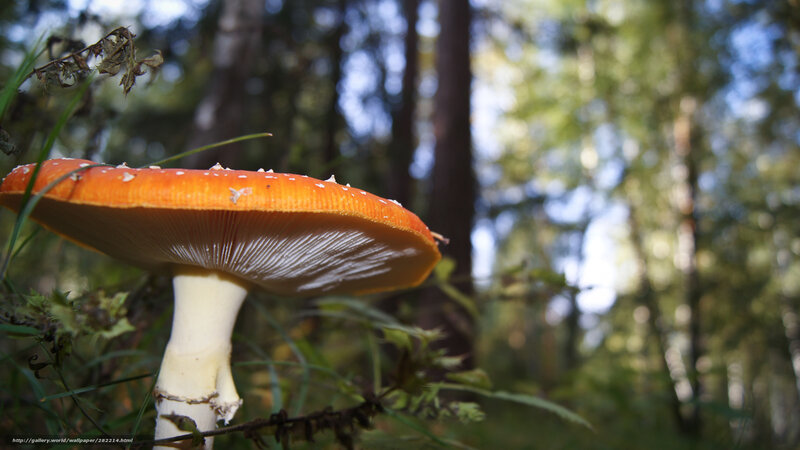 Red Mushroom in Forest — Orange, Serene