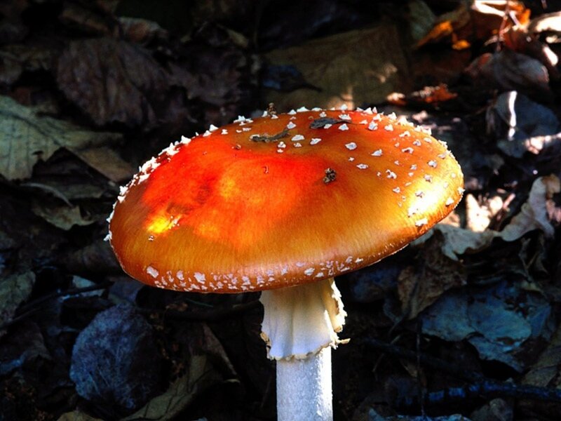 Red Mushroom in Forest — Orange