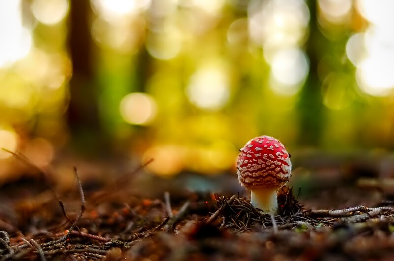 Red Mushroom in Forest — Serene, Afternoon, Photograph, Forest Floor