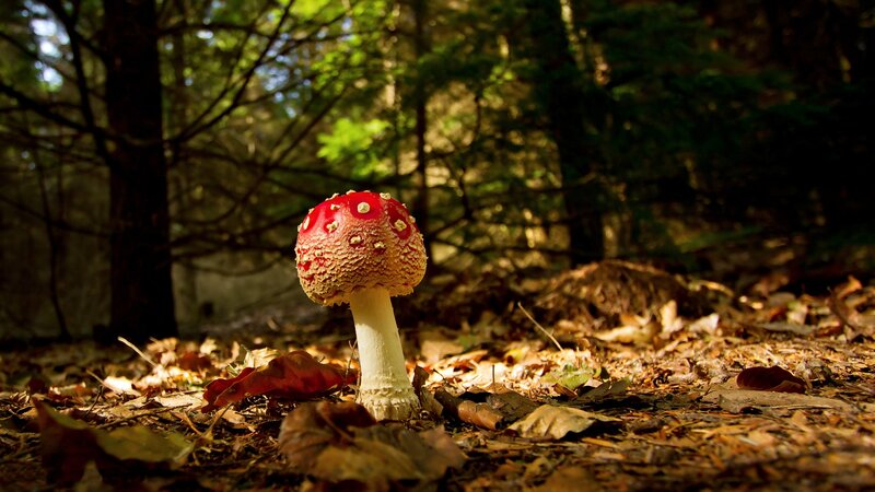 Red Mushroom in Forest — Serene, Afternoon, Photograph, Leaves, Trees, Brown
