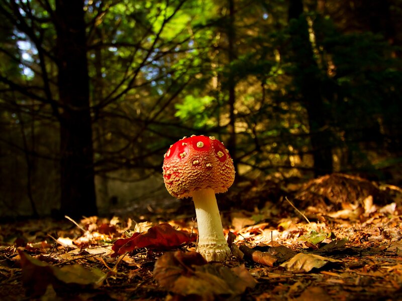 Red Mushroom in Forest — Serene, Afternoon