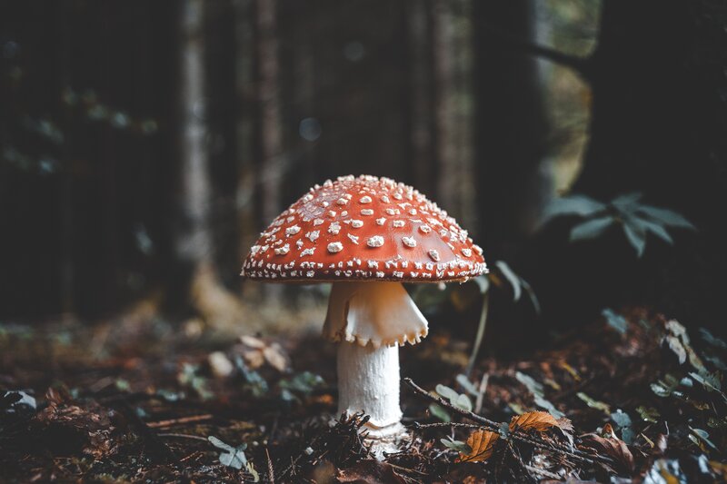 Red Mushroom in Forest — Serene, Autumn, Photograph, Forest Floor