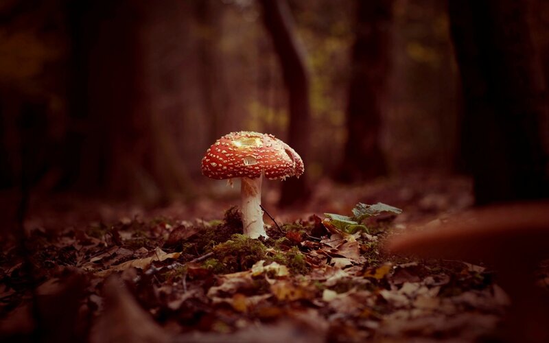 Red Mushroom in Forest — Serene