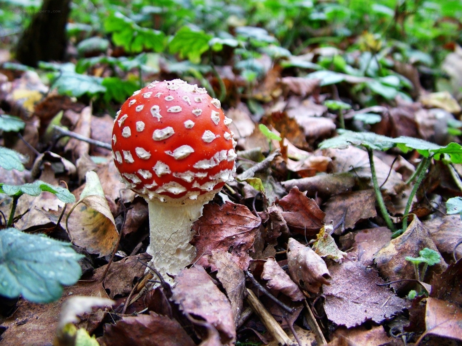 Red mushroom in forest