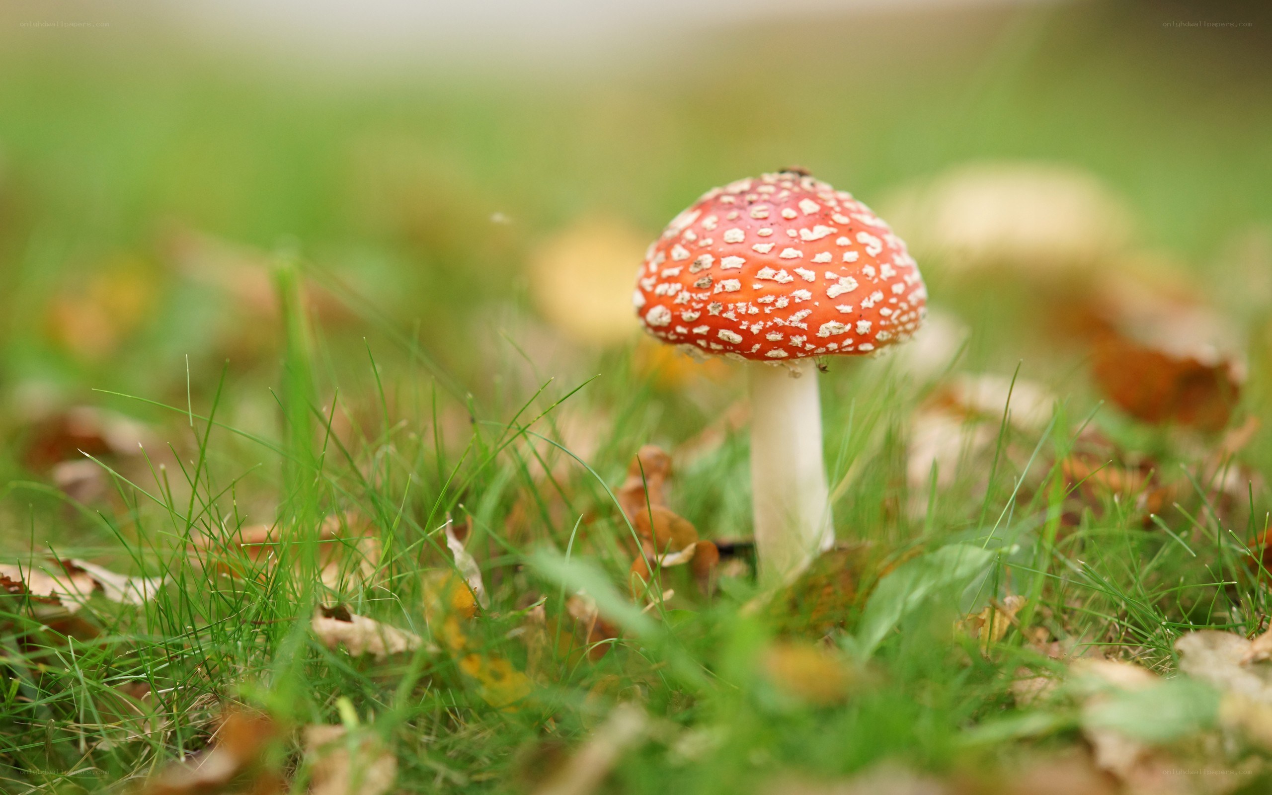 Red mushroom in grass