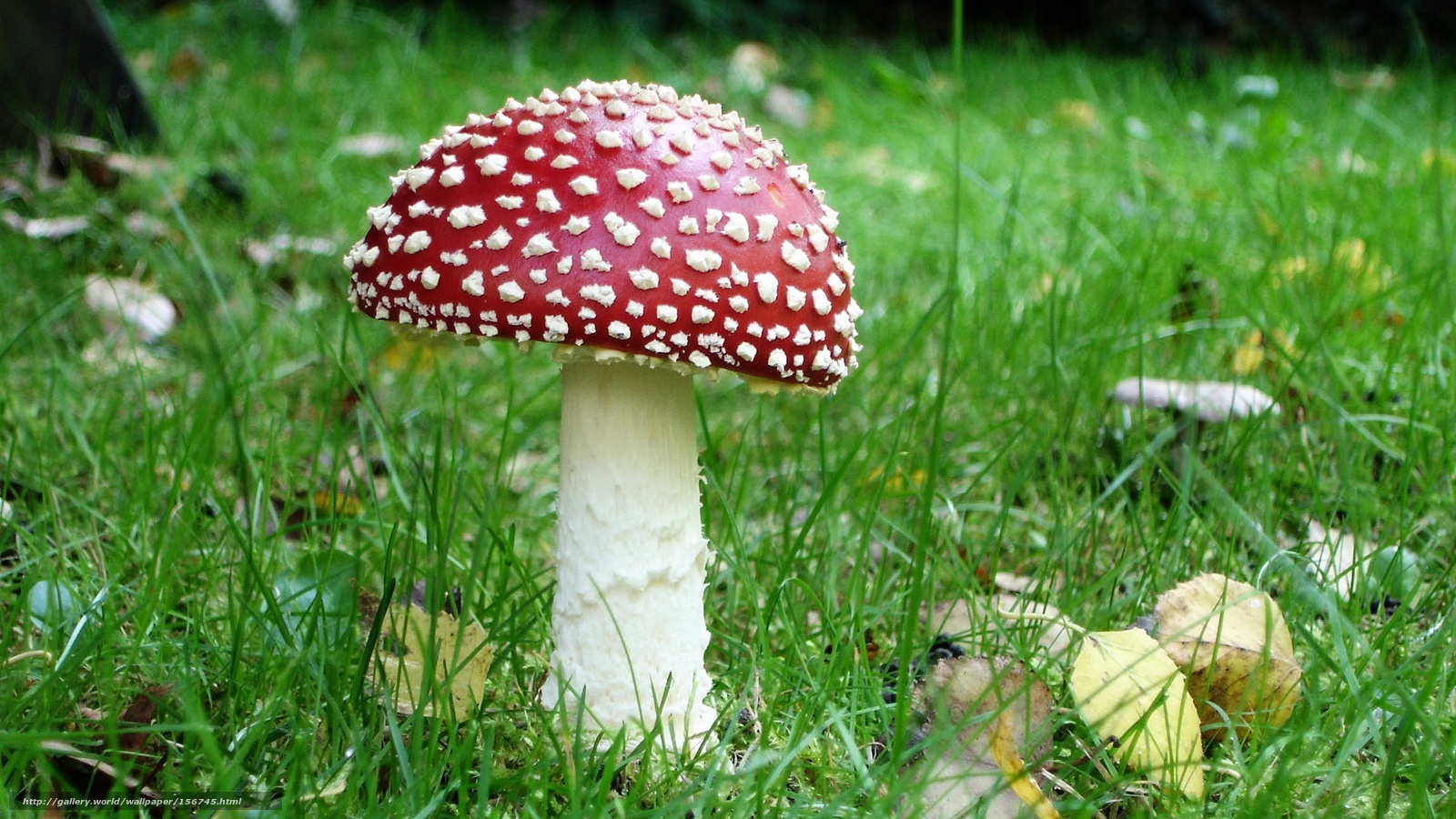 red mushroom in grass