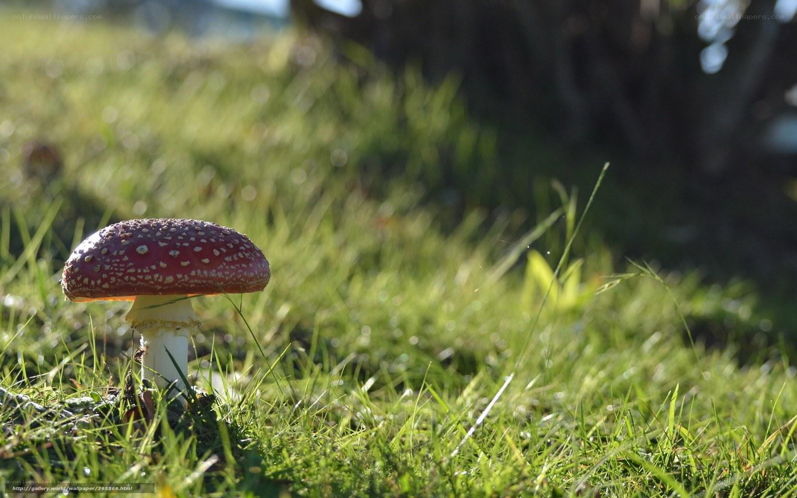Red mushroom in grass