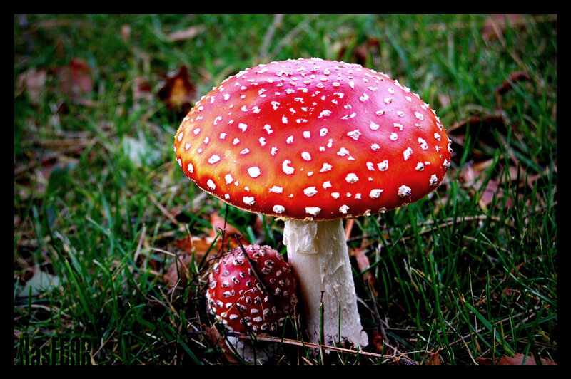 Red mushroom in grass